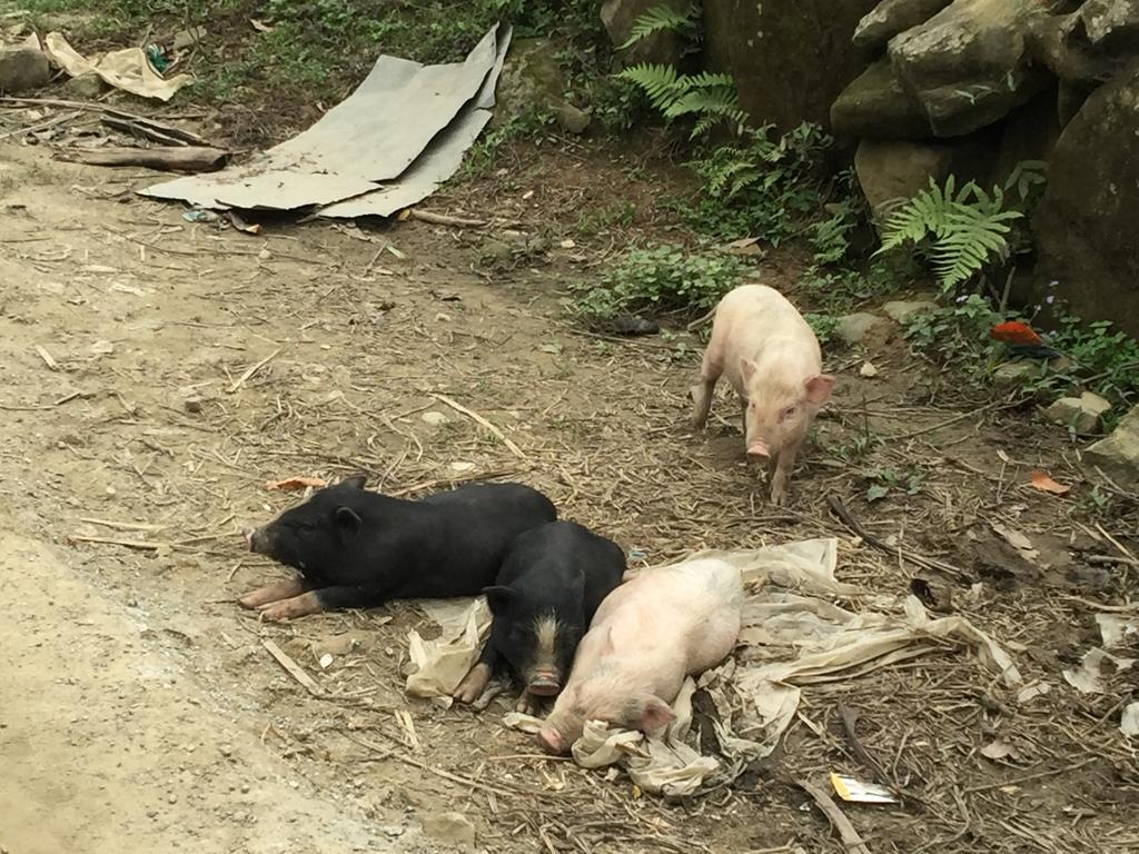 Freedom Homestay & Trekking Sa Pa Exterior photo
